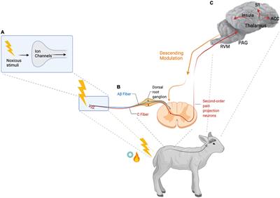 The Neuroimmune Interface and Chronic Pain Through the Lens of Production Animals